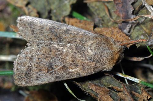 Réf. 136 943 : Hoplodrina sp.