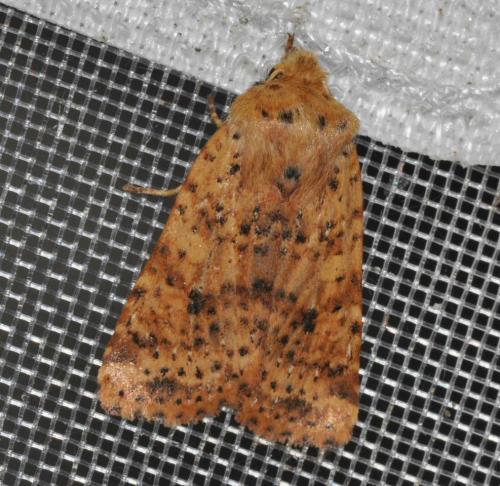 Réf. 136 267 : Conistra rubiginea