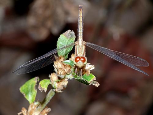 Réf. 136 371 : Neurothemis sp.