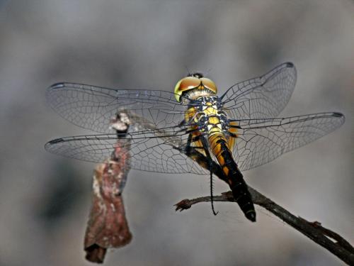 Réf. 136 439 : Aethriamanta aethra