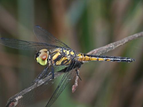 Réf. 136 440 : Aethriamanta aethra