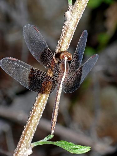Neurothemis tullia