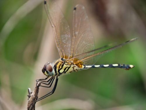 Trithemis pallidinervis