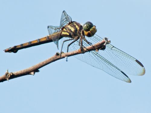 Potamarcha congener