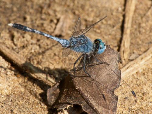 Diplacodes trivialis