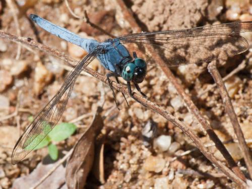 Orthetrum glaucum