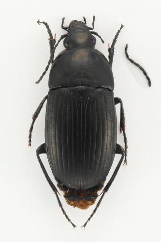 Réf. 136 087 : Oodes helopioides