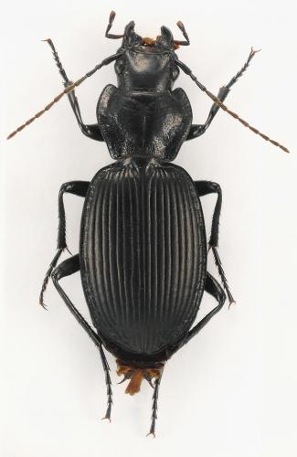 Licinus hoffmannseggi