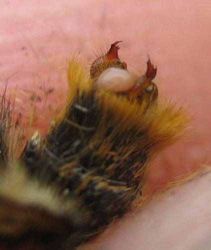 Réf. 136 120 : Melitaea aurelia