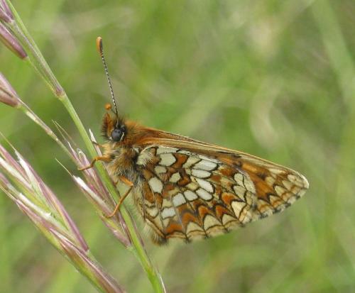 Réf. 136 121 : Melitaea aurelia