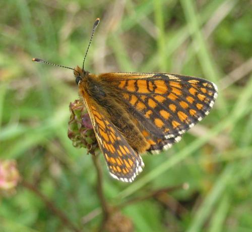 Réf. 136 122 : Melitaea aurelia