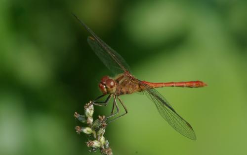 Sympetrum meridionale