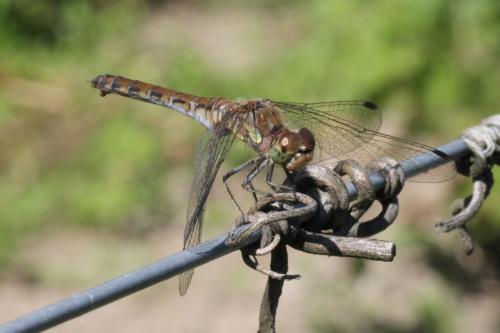 Sympetrum striolatum