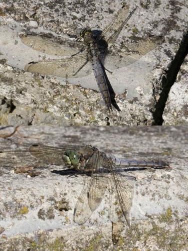 Réf. 136 379 : Orthetrum cancellatum