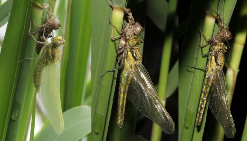 Orthetrum cancellatum