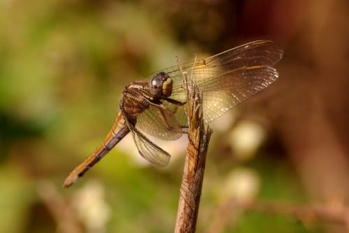 Orthetrum coerulescens