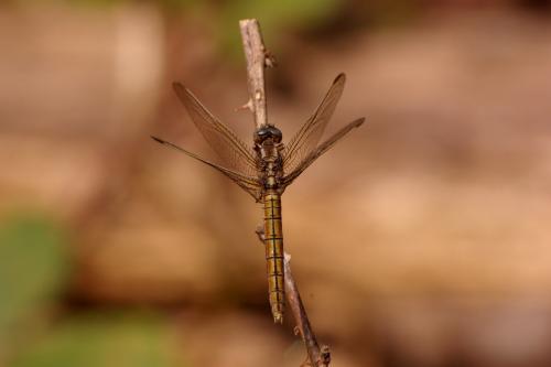Orthetrum coerulescens