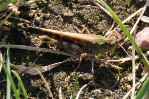 Aiolopus sp.