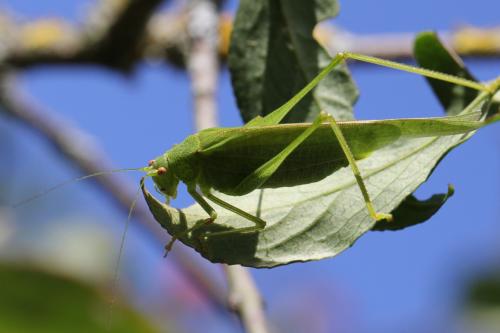 Phaneroptera nana