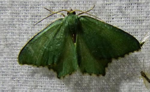 Hemithea aestivaria