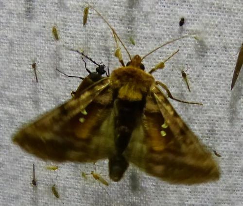 Réf. 136 140 : Autographa sp.