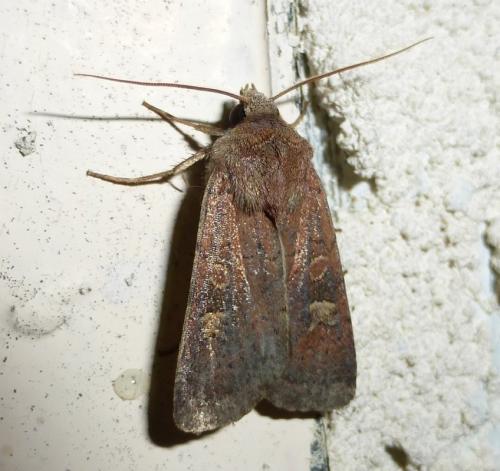 Xestia xanthographa