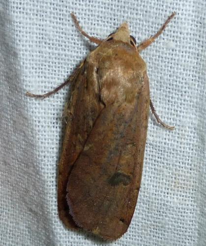 Noctua pronuba