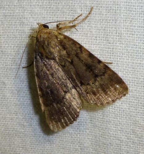 Amphipyra pyramidea