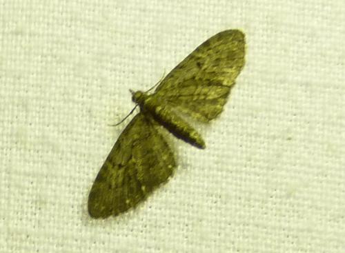 Réf. 136 104 : Eupithecia tripunctaria