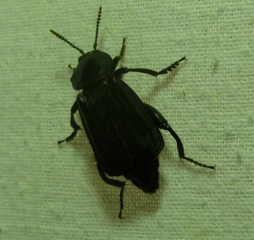 Réf. 136 092 : Necrodes littoralis