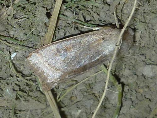 Orthosia sp.