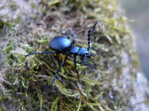 Meloe violaceus