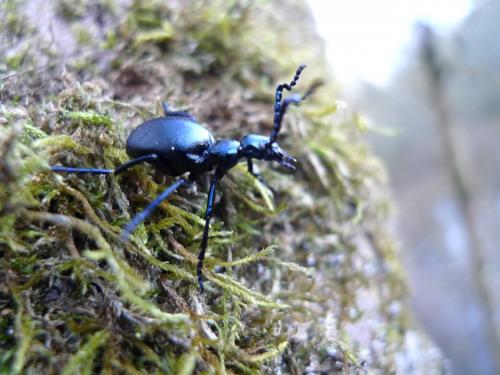 Meloe violaceus