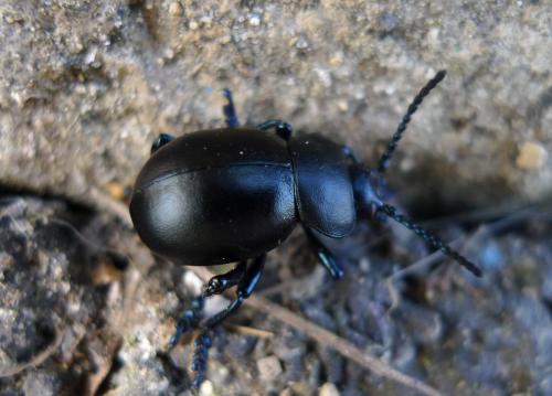 Timarcha tenebricosa