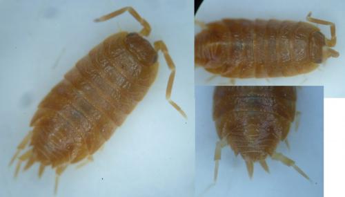 Réf. 136 019 : Porcellionides pruinosus