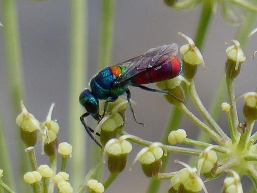 Réf. 136 233 : Chrysis scutellaris