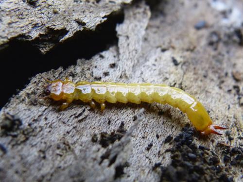 Réf. 136 790 : Pyrochroa sp.