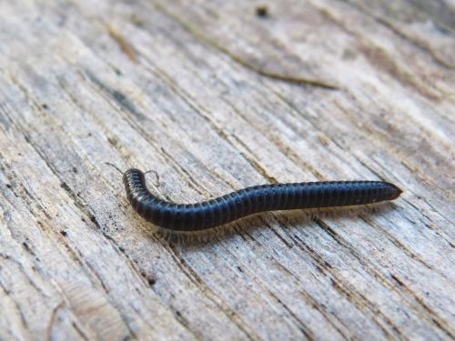 Réf. 136 741 : Tachypodoiulus niger