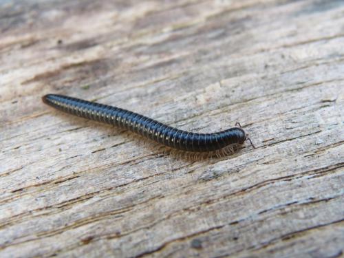 Réf. 136 740 : Tachypodoiulus niger