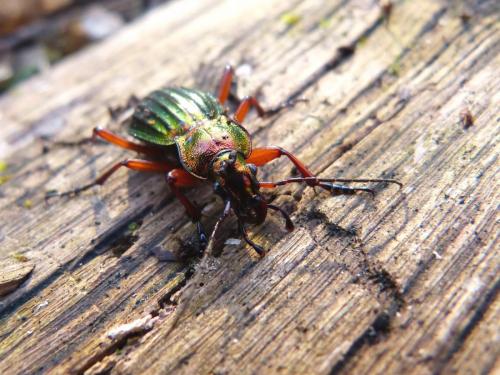 Carabus auronitens auronitens