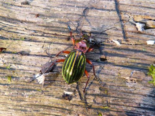 Réf. 136 701 : Carabus auronitens auronitens