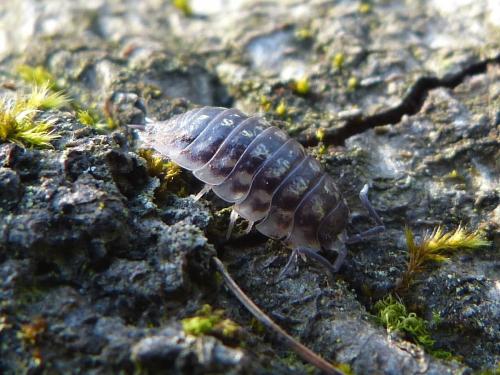 Réf. 136 702 : Oniscus asellus