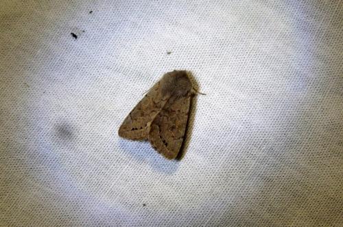 Réf. 136 776 : Orthosia populeti