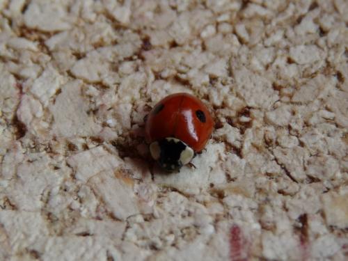 Adalia bipunctata bipunctata