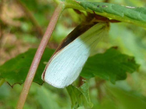 Hepialus humuli