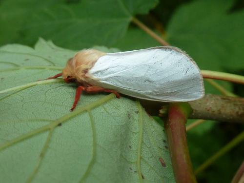 Hepialus humuli