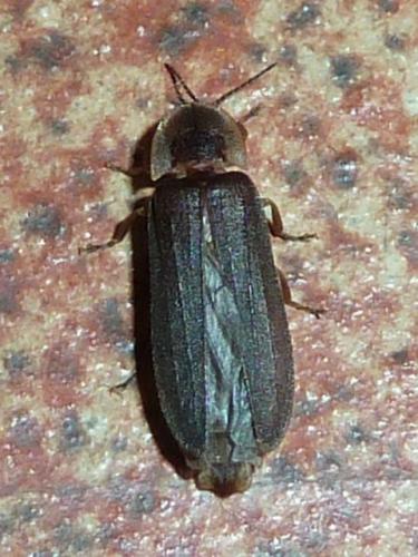 Lampyris raymondi