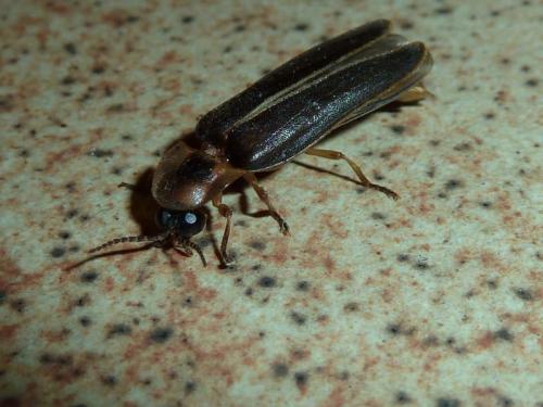 Lampyris raymondi
