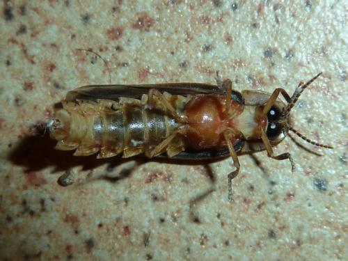 Lampyris raymondi