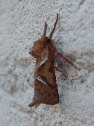 Triodia sylvina